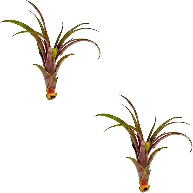 Air Plants - Tillandsia Red Capitata, Large 5-7” - 2 ct - Live Arrival Guaranteed - House Plants for Home Decor & Gift by GreenHaven Gardens