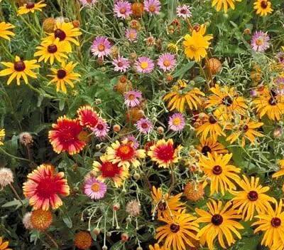 Non GMO Bulk All Perennial Wildflower Seed Mix (5 LB) by GreenHaven Gardens
