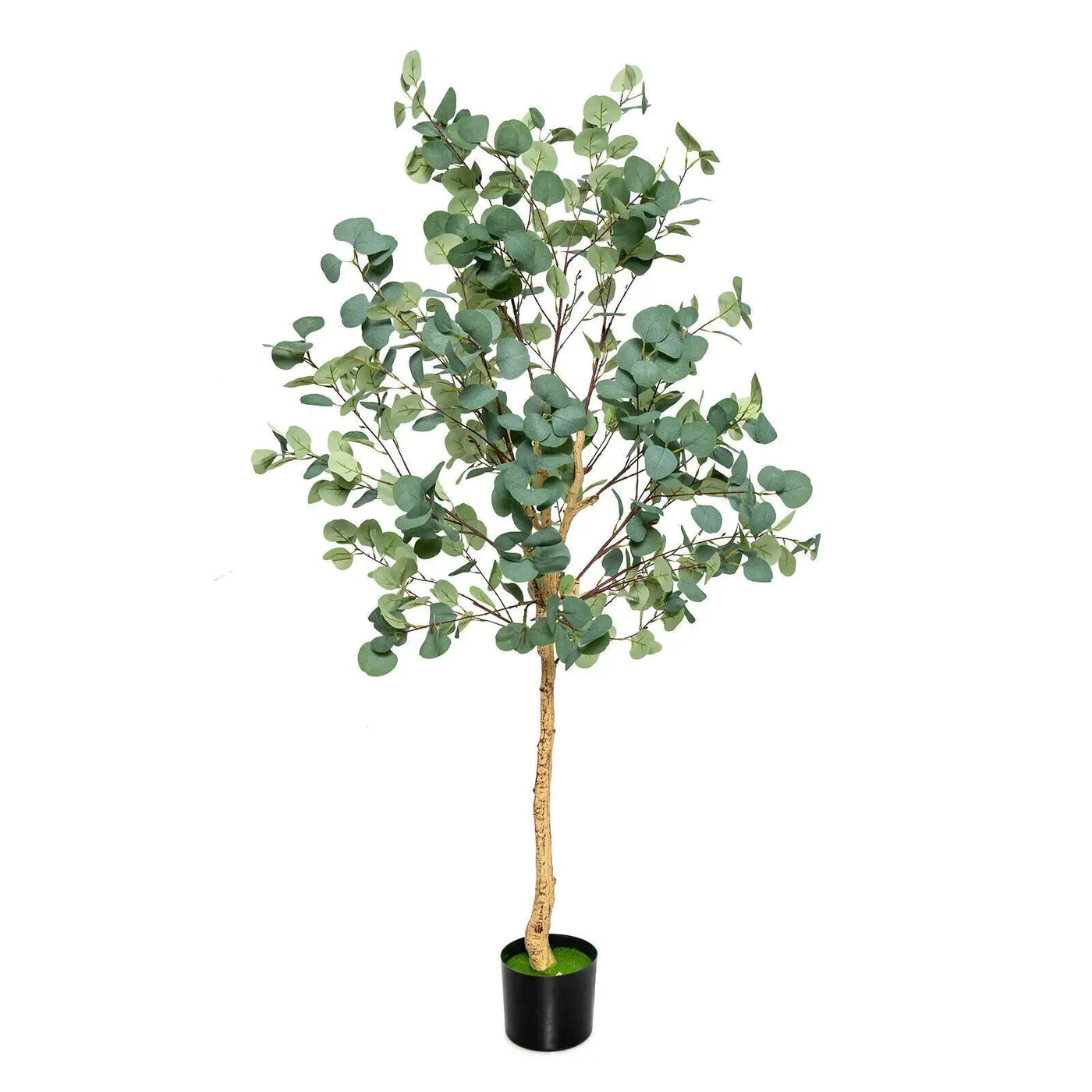 5.5 Feet Artificial Eucalyptus Tree with 517 Silver Dollar Leaves by DirectDeals