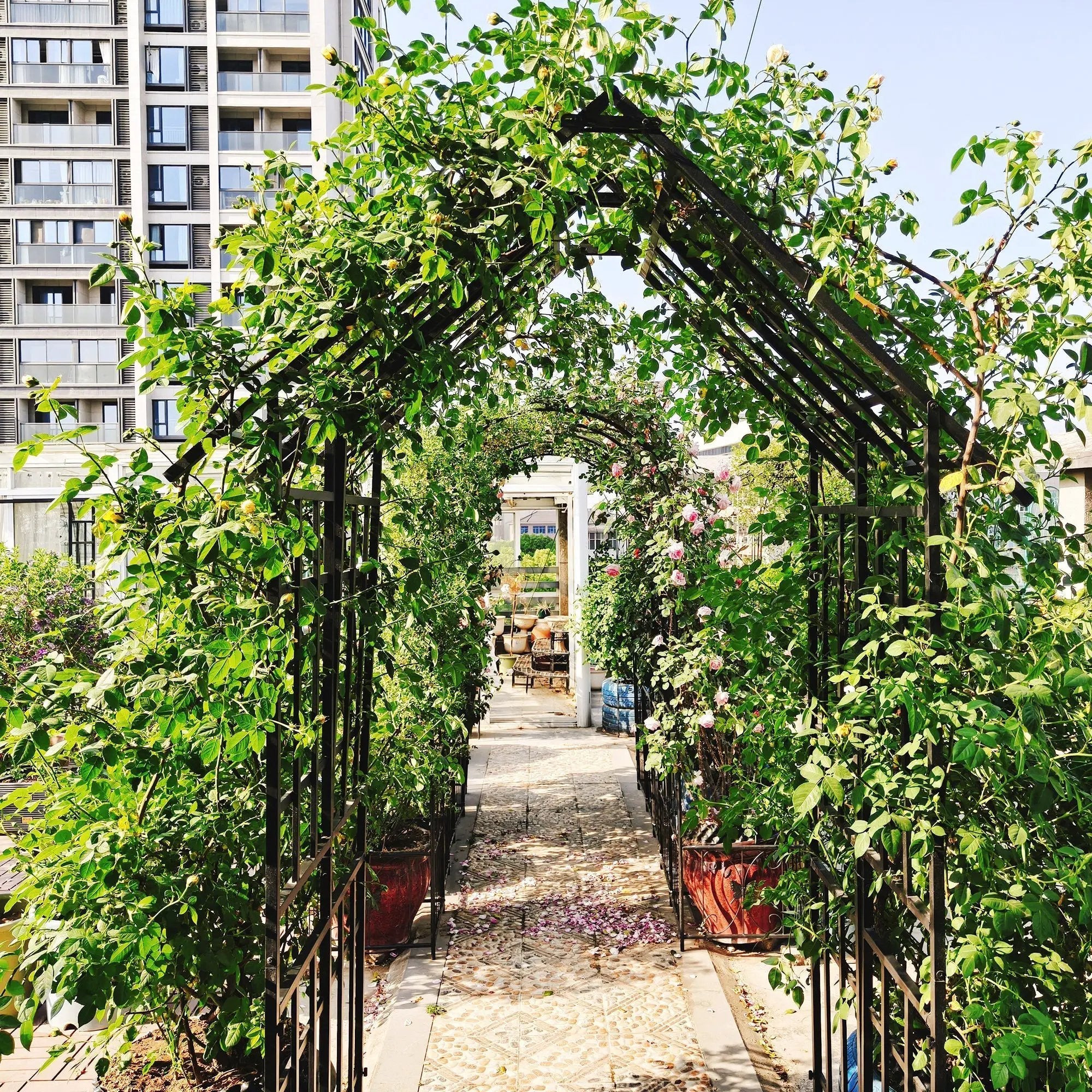 Metal Garden Arch with Adjustable Width for Climbing Plants by HouseOfZazla