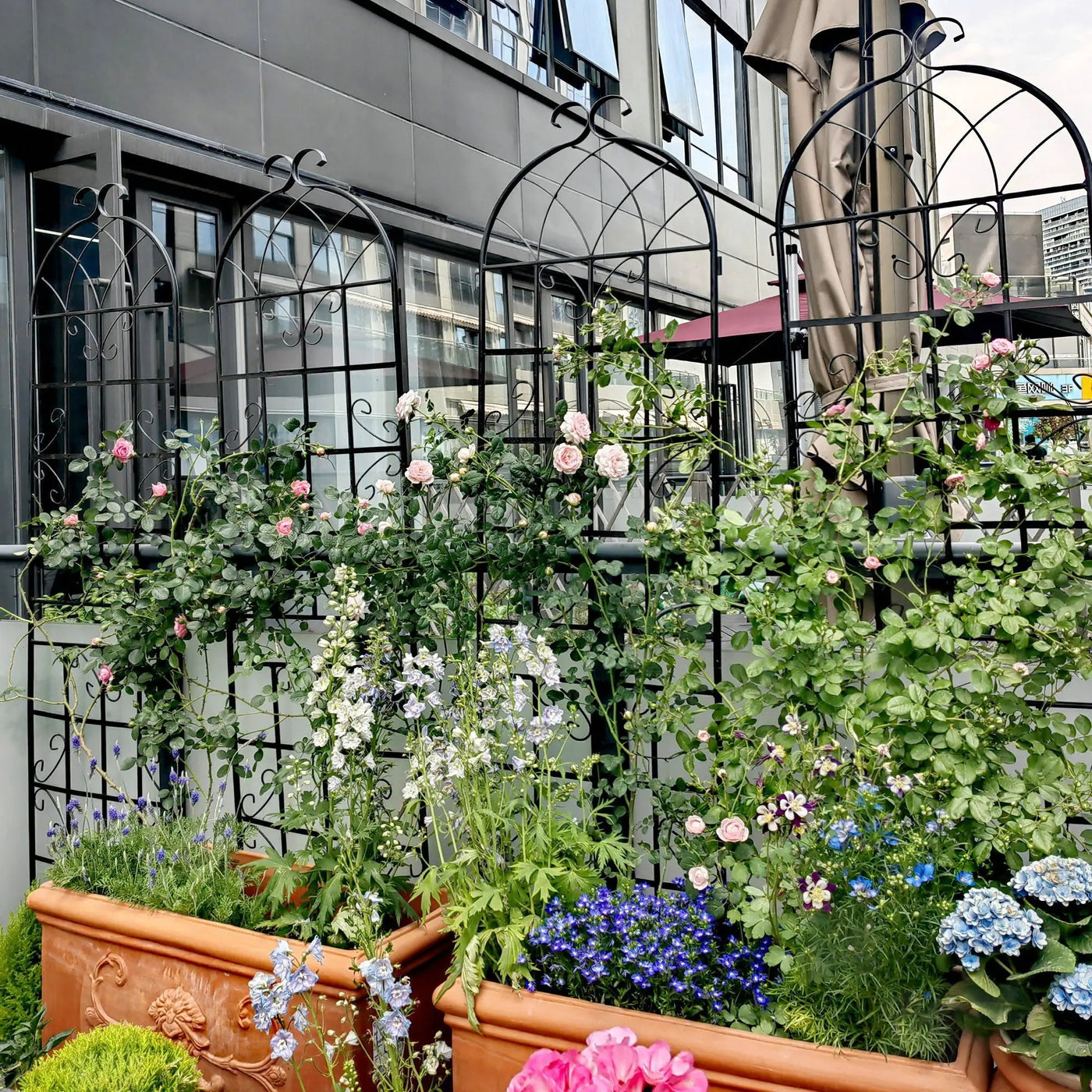 Metal Garden Rustproof Trellis For Climbing Plants Outdoor Flower Support by HouseOfZazla
