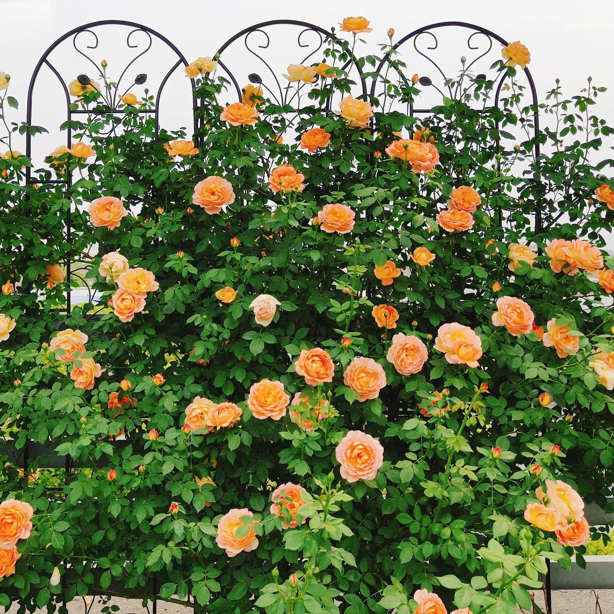 4 Pack Metal Garden Trellis by HouseOfZazla