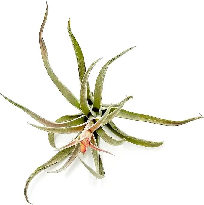 Air Plants - Flowering Tillandsia Harrisii, Large 3-5" - 5ct - Live Arrival Guaranteed - House Plants for Home Decor & Gift by GreenHaven Gardens