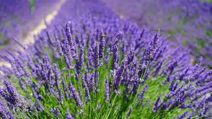 Lavender Planting Mix - Promote Healthy Root Development and Aromatic Flowers - 4 QUARTS by GreenHaven Gardens