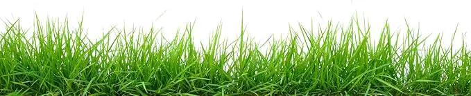 Brownie Brand Majestic Hulled Bermudagrass Seed | Premium Turf Grass for Dense, Drought-Resistant Lawns | Fast-Growing, Heat-Tolerant, Certified Seed for High-Traffic Areas. (50 Pound) by GreenHaven Gardens