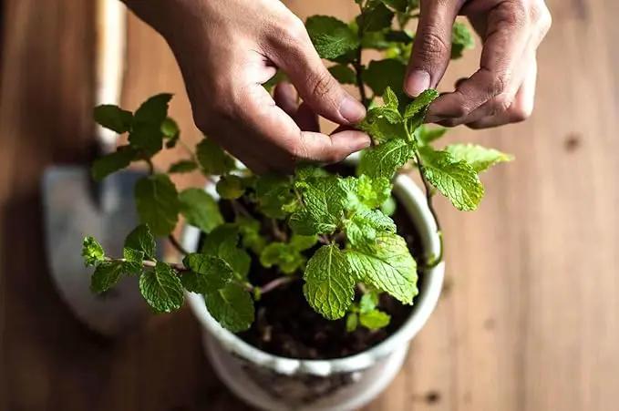 Spearmint Plant Potting Soil - Elevate Your Spearmint Garden with Professional Grade Nutrient-Rich Mix - 3 Quart by GreenHaven Gardens