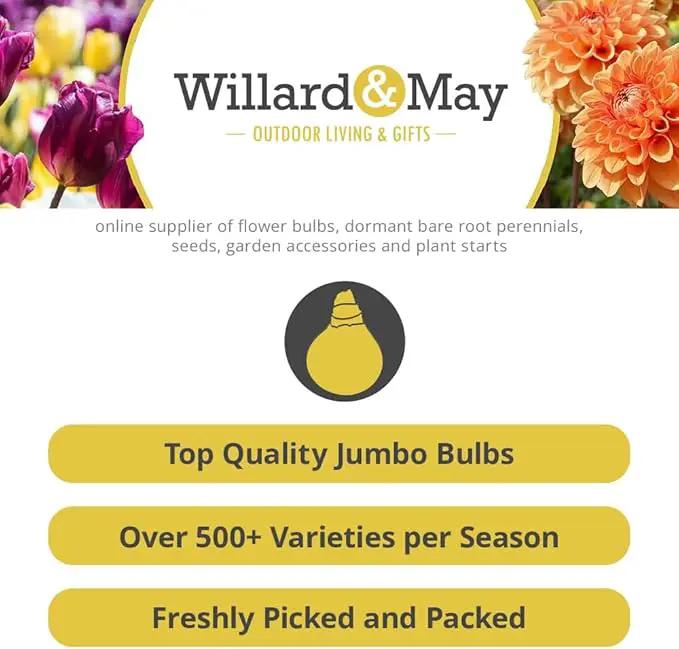 Red Tulips Darwin Hybrids (25 Bulbs) - Red Van Eijk Tulip Bulbs - Perennial Bulbs by Willard & May by GreenHaven Gardens