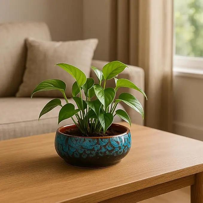 Lotus Bowl Planter, Lotus Bowls for Planting in Water Indoors,6.5-inch Round Succulent Flower Pot with Rotating Bracket, Leak-Proof Design, Suitable for hydroponic Plants, Succulents (Blue) by GreenHaven Gardens
