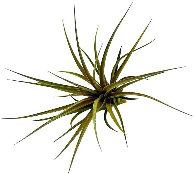 Air Plants - Flowering Tillandsia Stricta Large 5" - 2ct - Live Arrival Guaranteed - House Plants for Home Decor & Gift by GreenHaven Gardens