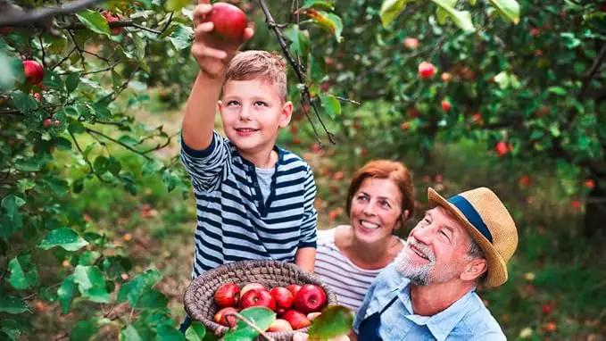 Premium Apple Potting Soil Mix - Optimal Nutrient-Rich Blend for Thriving and Juicy Apples - 5 Quart by GreenHaven Gardens