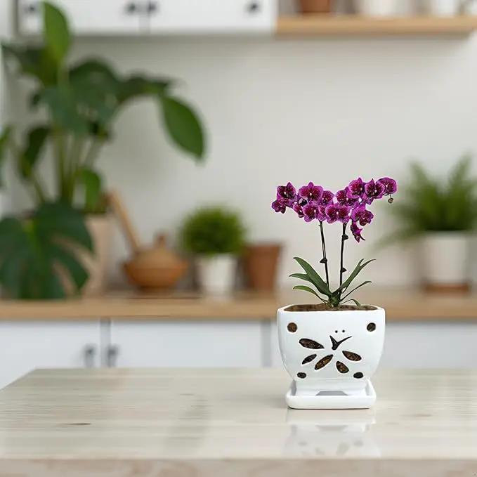 Orchid Pots with Holes Square Ceramic Orchid Planter Pots 5.5 inch (White) by GreenHaven Gardens