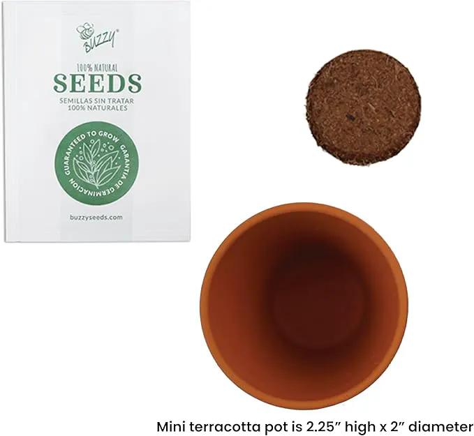 BUZZY Seeds Spruce Terracotta Mini Grow Pots | Tree Starter Kit for Kids & Adults | Bulk 20-Pack | Guaranteed to Grow | Best Indoor Grow Your Own Gardening Gift | Craft & Classroom Projects by GreenHaven Gardens