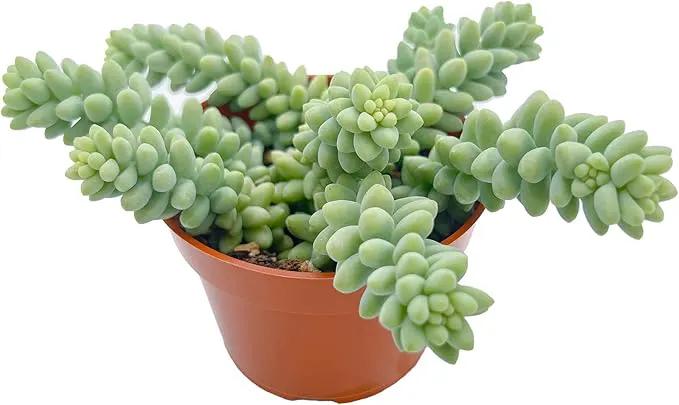 Live Succulents Donkey Tails (4-inch), Succulent Plants Fully Rooted in Pots with Soil, Easy-Care House Plant for DIY, Home Office Decor, Wedding Party Favor by GreenHaven Gardens