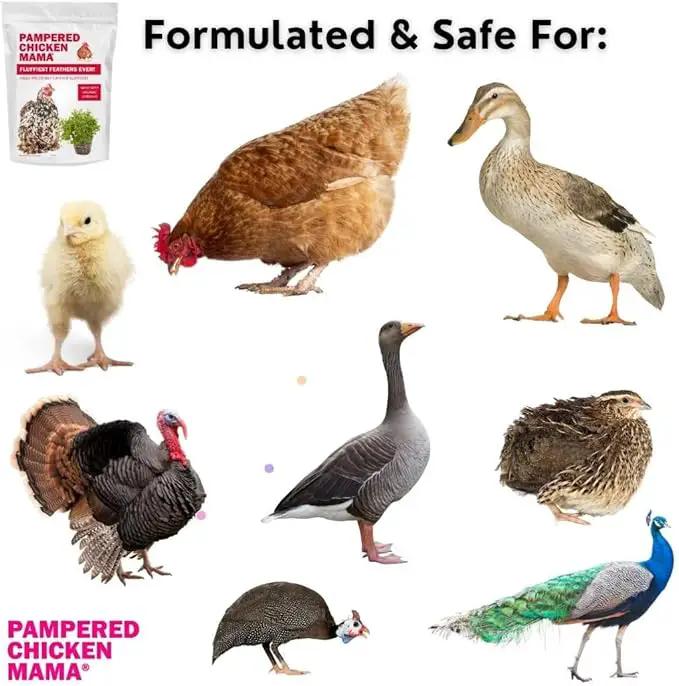 Pampered Chicken Mama Backyard Chicken Molting Supplement: Fluffiest Feathers Ever Backyard Chicken Feed and Supplies for Hens (6 Pound Economy Size) by GreenHaven Gardens
