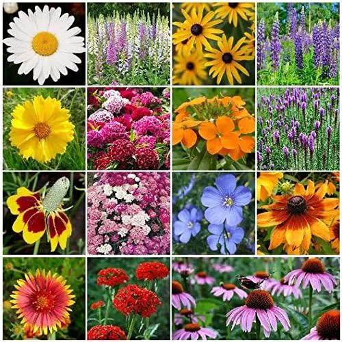 Non GMO Bulk All Perennial Wildflower Seed Mix (1/2 Lb) 188,000 Seeds by GreenHaven Gardens