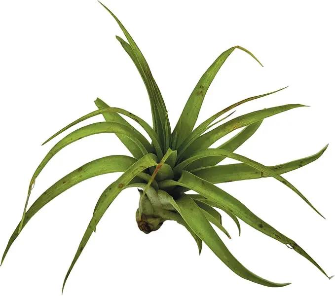 Air Plants - Tillandsia Brachycaulos Multiflora, Jumbo 5-7" - 5 ct - Live Arrival Guaranteed - House Plants for Home Decor & Gift by GreenHaven Gardens