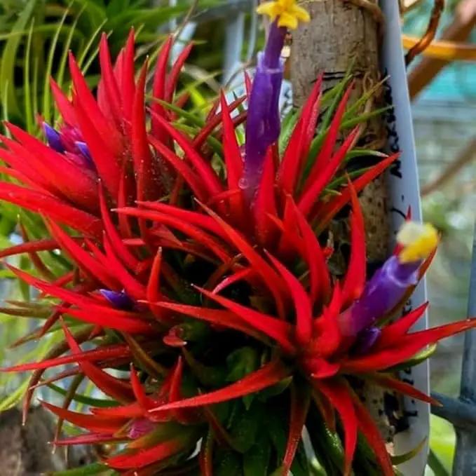 Air Plants, Tillandsia Air Plants Live Houseplants for Garden, 14 Red Lonantha Tillandsia Plant, Air Plant for Planting, 2 to 3 Inc Long by GreenHaven Gardens