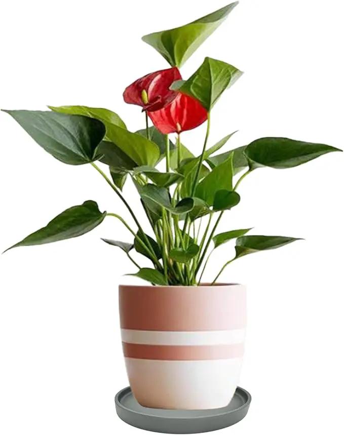 2 Pack Ceramic Plant Saucer Pot Tray 6 Inch, Planter Saucers 4 5 6 7 8 9 10 11 12 13 Inch for Indoors Outdoor, Durable Sturdy Flower Drainage drip Water Tray for Glazed Pots Base (6.4 Inch-Grey) by GreenHaven Gardens