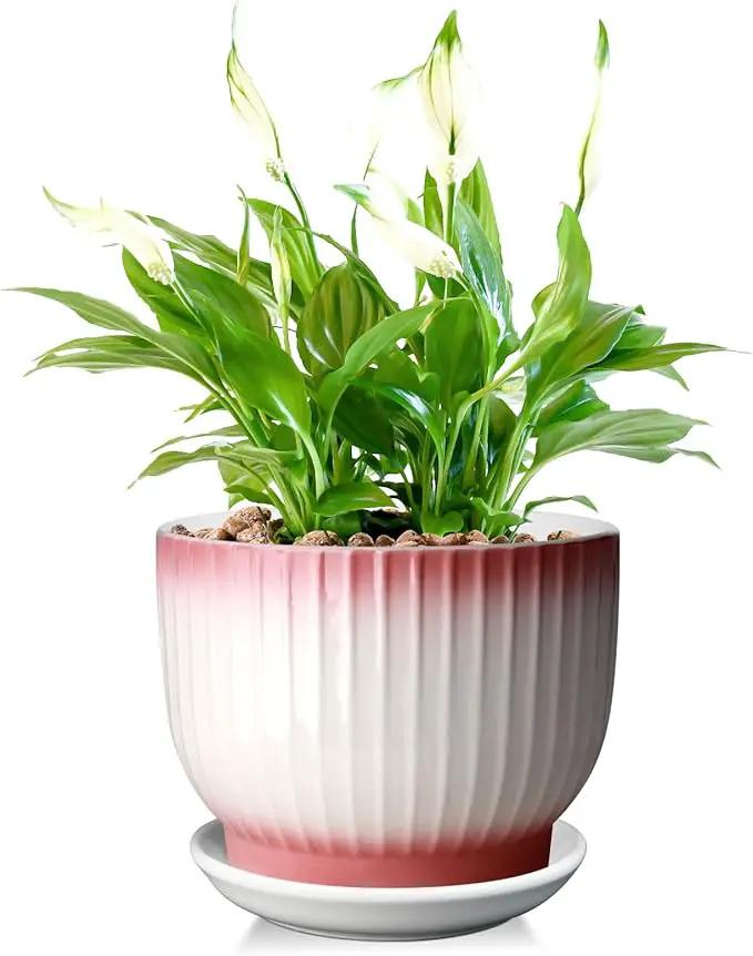 8 Inch Plant Pot, Ceramic Planter with Drainage and Saucer, Ceramic Pots for Plants, Indoor Plant pots,Flower pots(Pink + White, Plants NOT Included) by GreenHaven Gardens