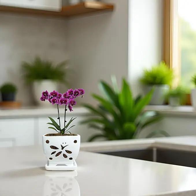 Orchid Pots with Holes Square Ceramic Orchid Planter Pots 5.5 inch (White) by GreenHaven Gardens