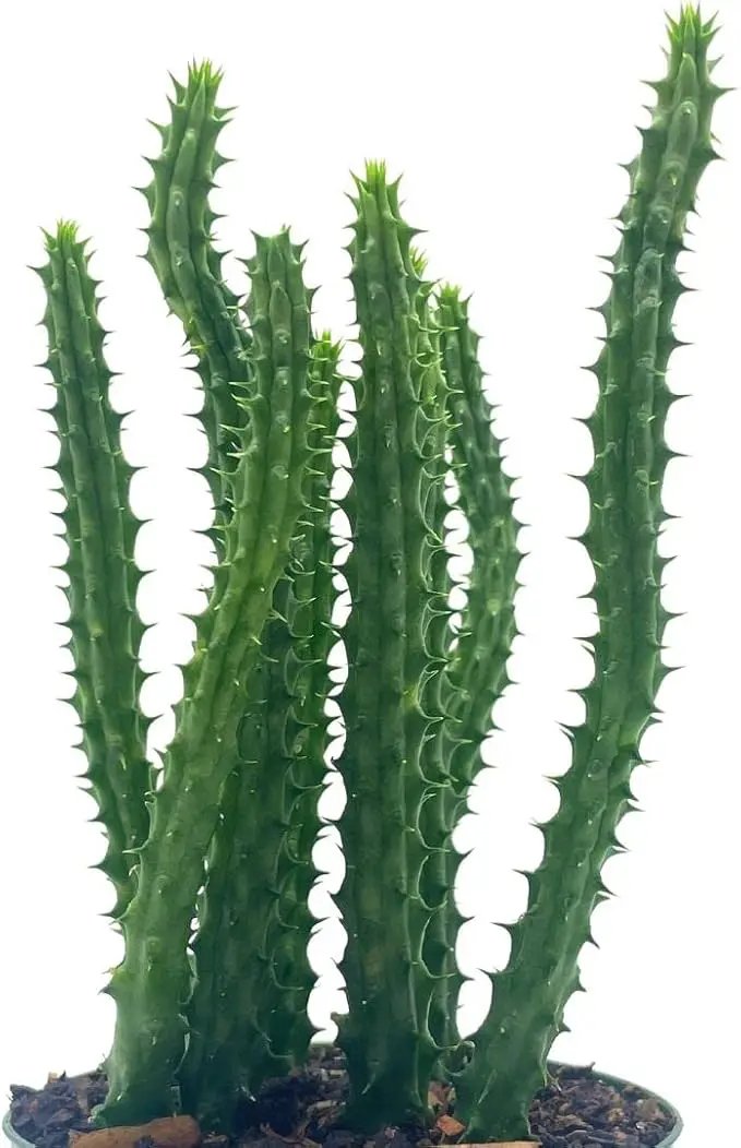 BubbleBlooms Huernia Red Dragon Stapelia Cactus/Huernia penzigii, in 4 inch Pot by GreenHaven Gardens