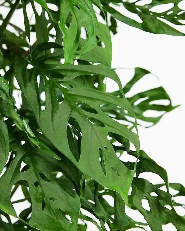 Monstera Adansonii Specialized Soil Mix - Improve Aeration, Drainage & Nutrient Retention - 1 Quart by GreenHaven Gardens