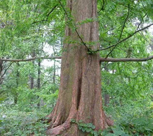 (3) - Dawn Redwood Trees - Starter Plant (LG36) (3 Live Trees) by GreenHaven Gardens