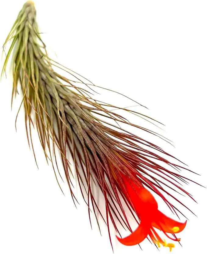 Air Plants - Tillandsia Funckiana Hybrid, Large 5-7" - 3ct - Live Arrival Guaranteed - House Plants for Home Decor & Gift by GreenHaven Gardens