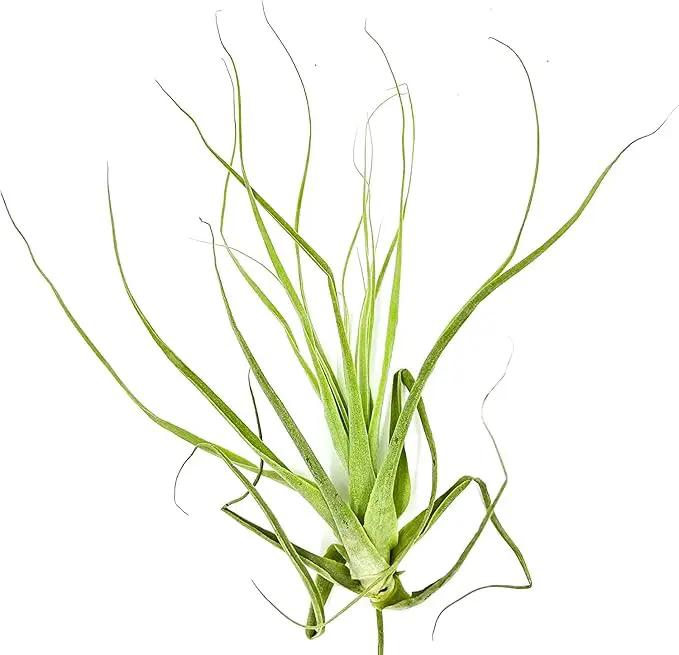 Air Plants - Tillandsia Straminea Jumbo 6-9" - 3ct - Live Arrival Guaranteed - House Plants for Home Decor & Gift by GreenHaven Gardens
