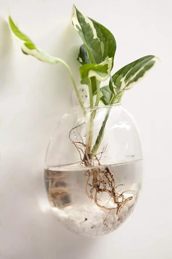 Mkono Wall Hanging Glass Terrariums Planter Oblate Flower Vase for Hydroponics Plants, Bathroom, Home Office Living Room Decor, Set of 2 by GreenHaven Gardens