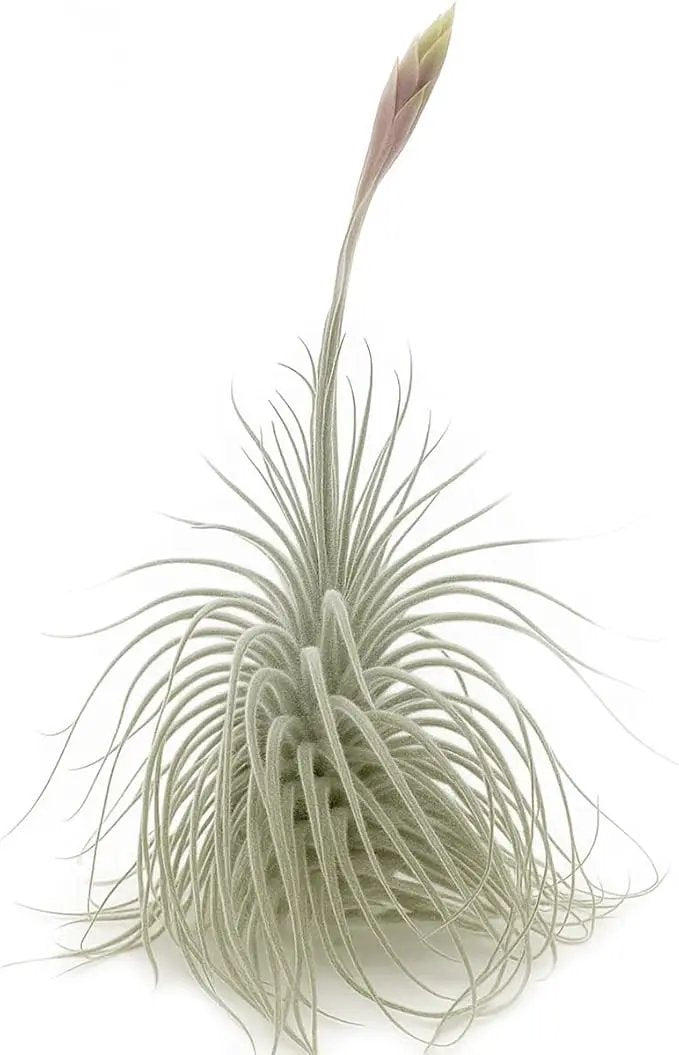 Live air Plant - Tillandsia Tectorum Air Plant 4-6" – 3ct – Unique Shape with Silvery Fuzz – Low Maintenance Houseplant – Perfect for Decor, Terrariums, Gifts - Live Arrival Guaranteed by GreenHaven Gardens