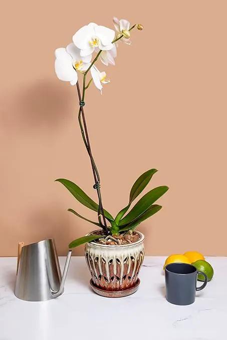rePotme Orchid Food - Feed ME! MSU Orchid Fertilizer - RO/Rain/Tap Water (8 oz) by GreenHaven Gardens