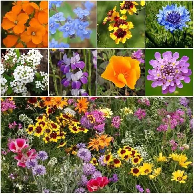 Seed Needs Low Growing Wildflower Flower Seeds for Planting | 2 Packs (1 Ounce Each) Mixture/Blend 17 Varieties | Resealable Package Multicolored Blooms Open Pollinated Mixed Species | Bulk by GreenHaven Gardens