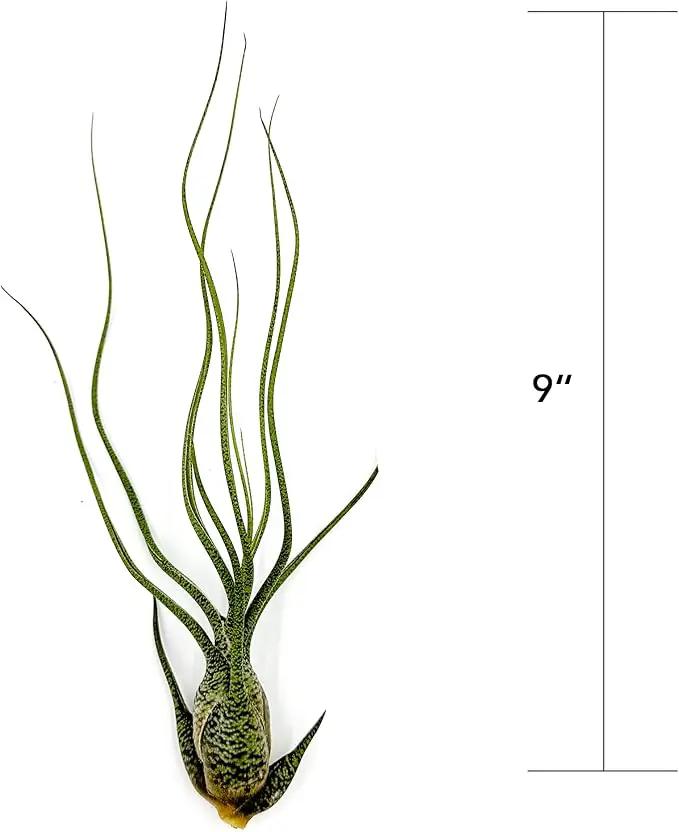 Live Air Plants - Tillandsia Butzii, Jumbo 7-9" - 3ct - Live Arrival Guaranteed - House Plants for Home Decor & Gift by GreenHaven Gardens