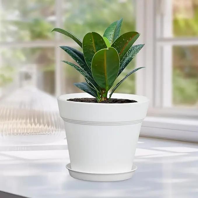 6 inch Small Plastic Nursery Pots, Seedling Pots, 16 Pack Plant Pots for Indoor Outdoor Plants, Flower Pots with Drainage Holes and Saucers, Decorative Planters for House Plants, White by GreenHaven Gardens