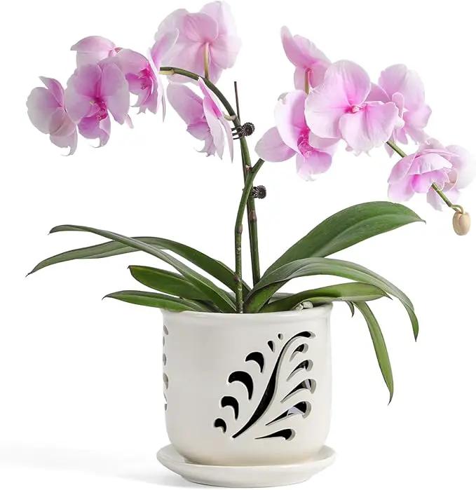 Ceramic Orchid Pot, 6 Inch Orchid Pots with Holes and Saucer for Indoor/Outdoor Plants Drainage & Air Circulation, White Orchid Planter for Repotting or New Plants by GreenHaven Gardens