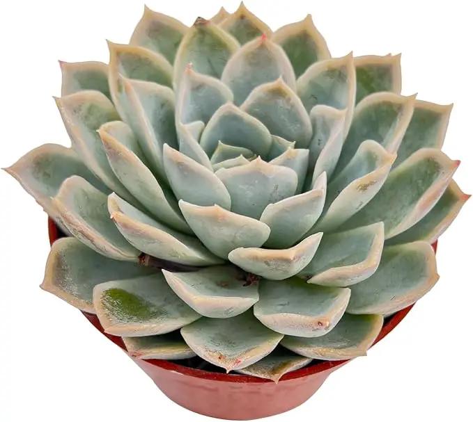 Live Succulent Plants Echeveria 'Joselrin', Easy Care Potted Succulents, Approx 4" D x 5" H, Indoor Houseplant, Unique Gifts, Home Office Décor by GreenHaven Gardens
