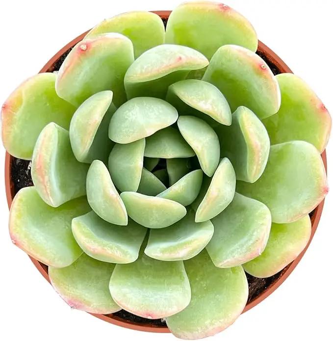 4-inch Succulent Echeveria 'Suryeon', Live Succulents Plants Fully Rooted in Pots with Soil, Easy-Care House Plants for DIY, Home Office Decoration by GreenHaven Gardens