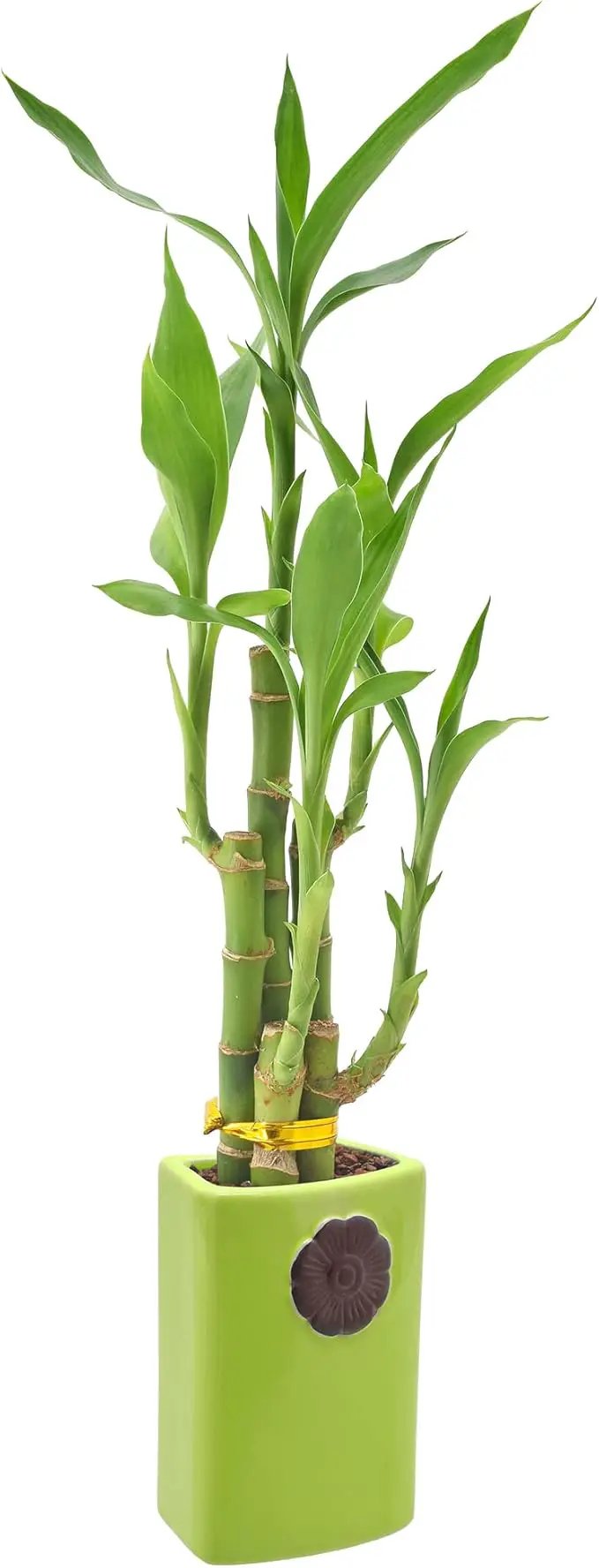 Arcadia Garden Products 5-Stem Lucky Bamboo, Live Indoor Plant in Contour II Ceramic Planter for Home, Work, or Gift, Green ***Cannot Ship to Hawaii*** by GreenHaven Gardens