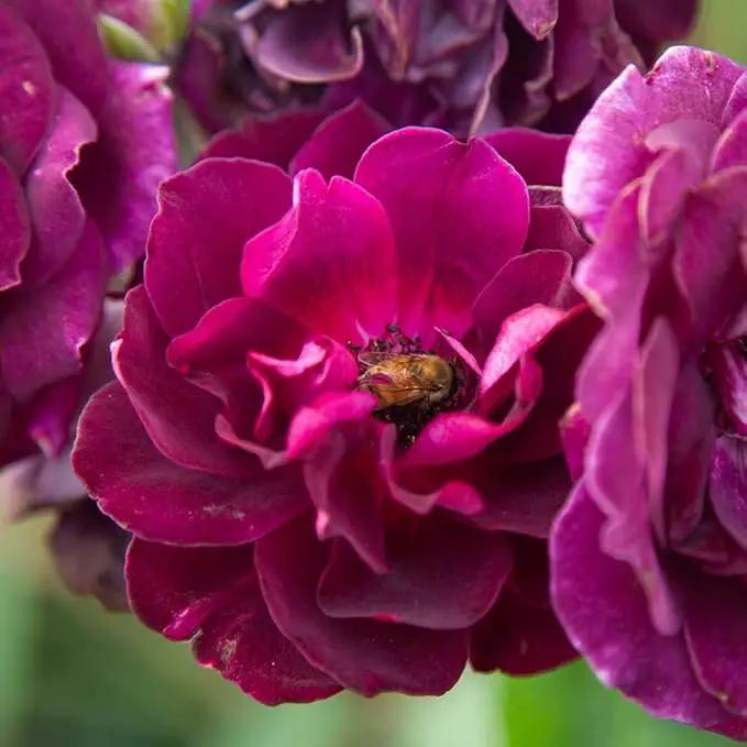 Heirloom Roses Rose Plant - Burgundy Iceberg™ Purple Rose Bush, Shrub Live Plant for Planting Outdoors by GreenHaven Gardens
