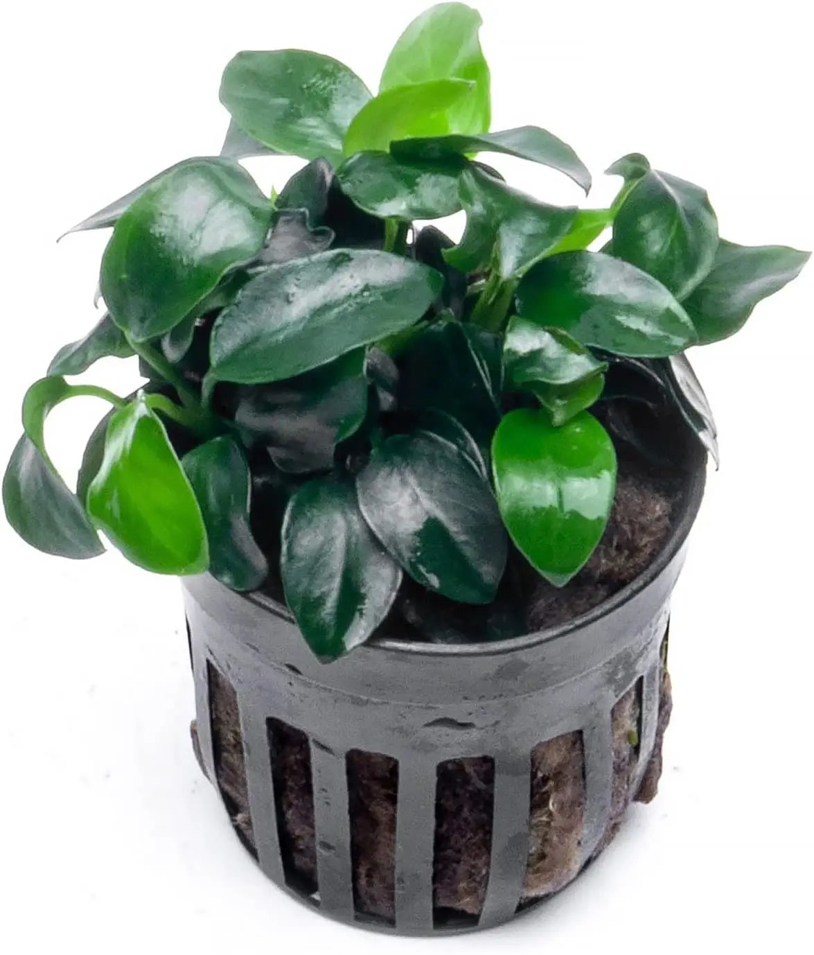 Anubias Live Aquarium Plants - Potted Freshwater Plant for Fish Tanks, Terrariums - Beginner Friendly Low Light (Nana Petite, 5 Pots) by GreenHaven Gardens