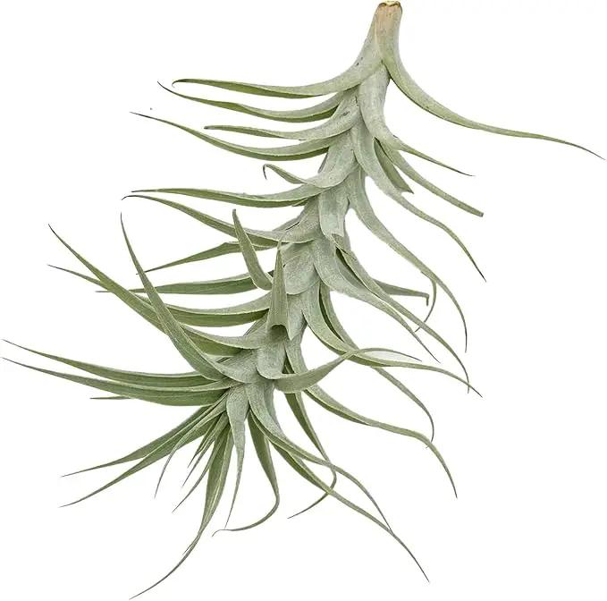 Live Air Plants - Tillandsia Albida 7-12" - 2ct – ragnaroc Live Indoor Plant - Live Arrival Guaranteed - House Plants for Home Decor & Gift by GreenHaven Gardens
