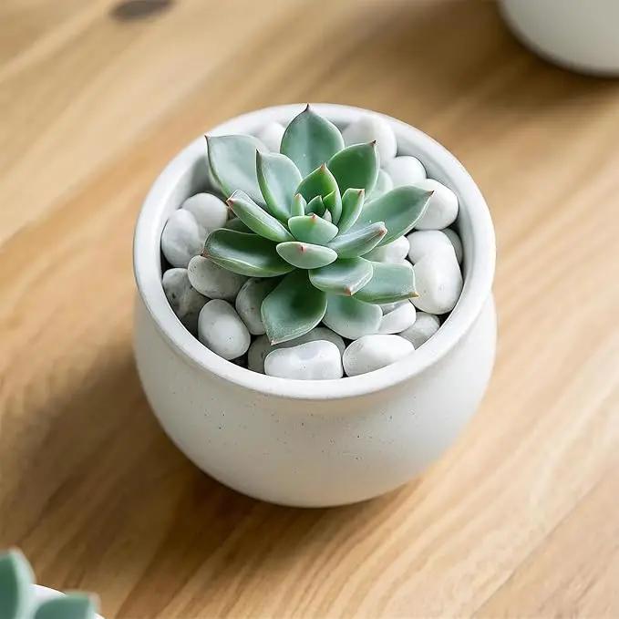5 Lbs River Rocks for Plants,0.4-1.2 Inch Decorative Ornamental Pebbels, High Polished Stones for Garden Landscaping, Smooth Gravel Filler for Outdoor Plants, Succulents, Fish Tank and Vases, White by GreenHaven Gardens