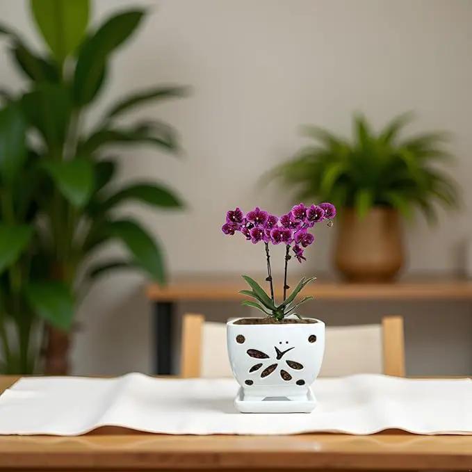 Orchid Pots with Holes Square Ceramic Orchid Planter Pots 5.5 inch (White) by GreenHaven Gardens