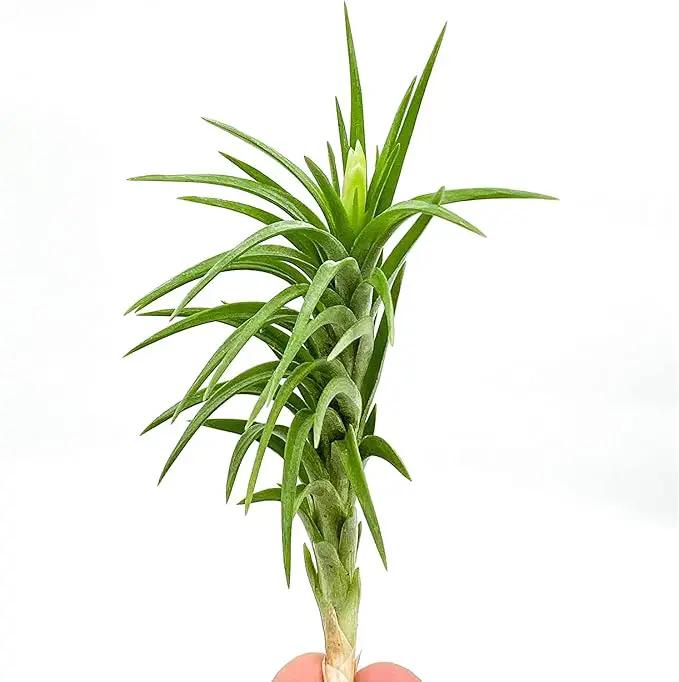 Live Air Plants – Tillandsia Araujei, Large 5” – 3ct – Live Arrival Guaranteed – House Plants for Home Décor & Gift by GreenHaven Gardens