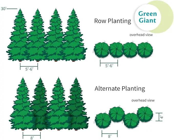 Brighter Blooms - Thuja Green Giant, 1-2 Feet - Live Plant - No Shipping to AK, AZ, HI, OR by GreenHaven Gardens