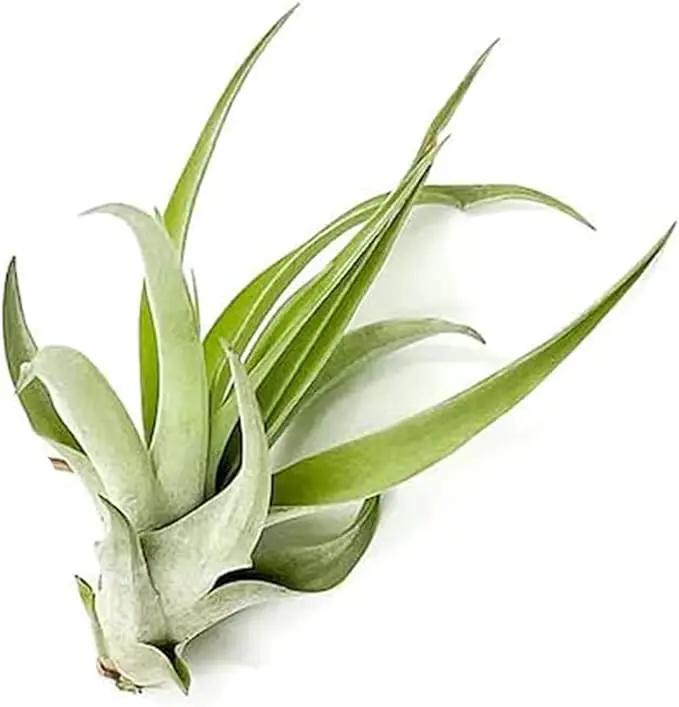 Air Plants - Tillandsia Capitata (Peach), Large 5-7” - 1 ct - Live Arrival Guaranteed - House Plants for Home Decor & Gift by GreenHaven Gardens