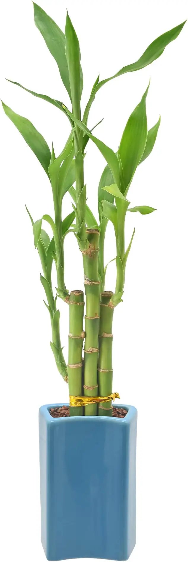 Arcadia Garden Products 5-Stem Lucky Bamboo, Live Indoor Plant in Contour II Ceramic Planter for Home, Work, or Gift, Blue ***Cannot Ship to Hawaii*** by GreenHaven Gardens