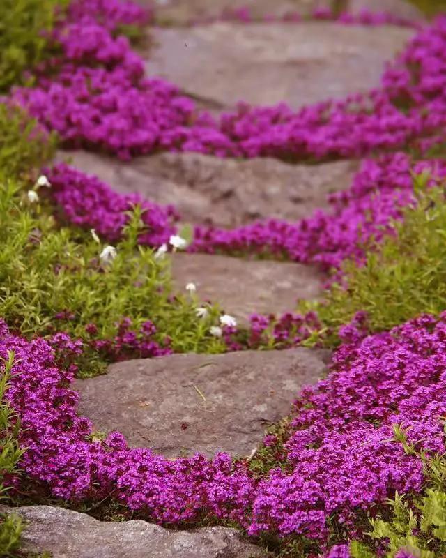 20,000+ Creeping Thyme Seeds Ground Cover, Non-GMO Perennial Flower Seeds, Hardy Thymus Serpyllum, Creeping Phlox Alternative for Landscaping & Garden Paths (Hot Pink) by GreenHaven Gardens