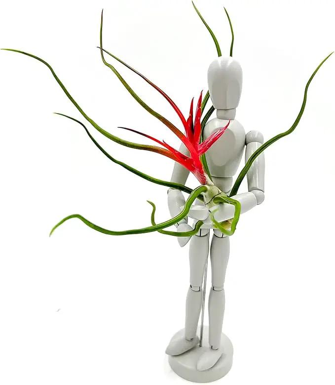 Air Plants - Flowering Tillandsia Bulbosa Belize, Giant 7-9" - 1ct - Live Arrival Guaranteed - House Plants for Home Decor & Gift by GreenHaven Gardens